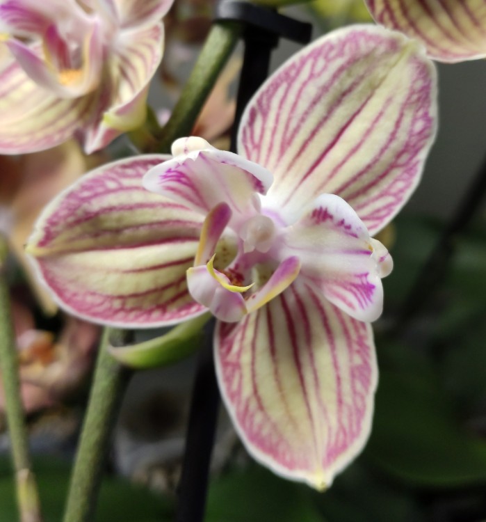 Орхидея Phalaenopsis Torino peloric (отцвел)