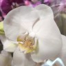 Орхидея Phalaenopsis  (отцвел) 