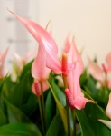 Anthurium Lili pink 