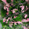 Anthurium Lili pink 