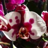 Орхидея Phalaenopsis Polka Dots (отцвёл)