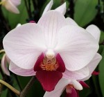 Орхидея Phalaenopsis Little Gem Stripes, multiflora (отцвёл)