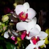 Орхидея Phalaenopsis Little Gem Stripes, multiflora (отцвёл)