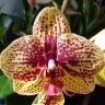 Орхидея Phalaenopsis Karin Aloha (отцвел)