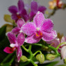 Орхидея Phal.Hualien Pink Galaxy, multiflora (отцвел, РЕАНИМАШКА)