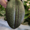 Орхидея Phal. Perfume Carola peloric, multiflora (отцвел) 