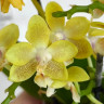 Орхидея Phalaenopsis Golden Pixie, mini (отцвел)