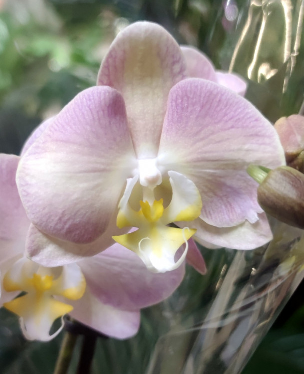 Орхидея Phalaenopsis 