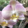 Орхидея Phalaenopsis (отцвёл)