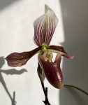 Орхидея Paphiopedilum Purpuratum hybrid