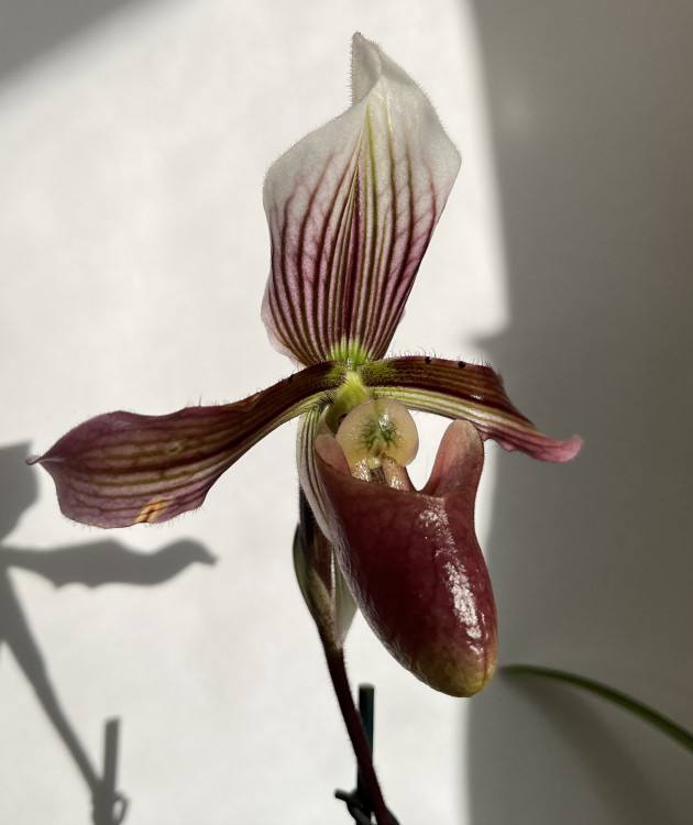 Орхидея Paphiopedilum Purpuratum hybrid
