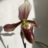 Орхидея Paphiopedilum Purpuratum hybrid