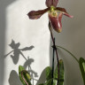 Орхидея Paphiopedilum Purpuratum hybrid