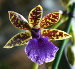 Орхидея Zygopetalum Trozy Blue (отцвел)