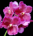 Орхидея Pink Vanda (сеянцы)