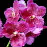 Орхидея Pink Vanda (сеянцы)