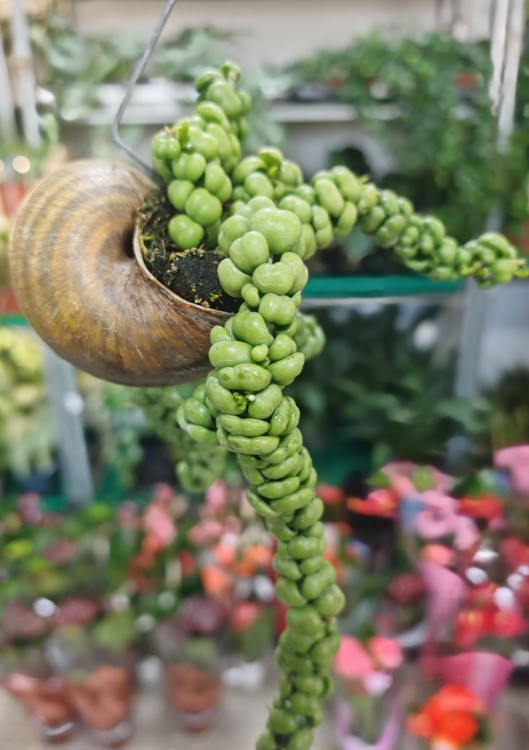 Дисхидия Nummularia Bubbles, (деленка) 