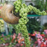 Дисхидия Nummularia Bubbles, (деленка) 