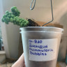 Дисхидия Nummularia Bubbles, (деленка) 