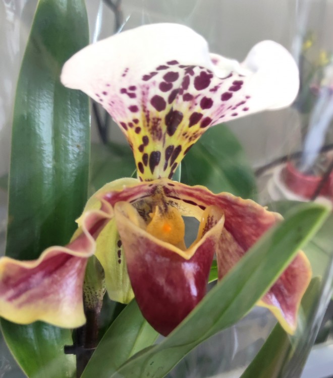 Орхидея Paphiopedilum hybrid (отцвел)