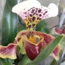 Орхидея Paphiopedilum hybrid (отцвел)