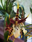 Орхидея Brassia Toscana (отцвела)