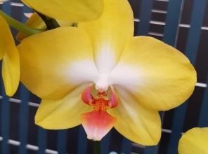 Орхидея Phalaenopsis PZO Canary 