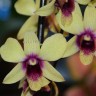 Орхидея Dendrobium Banana Chocolate (деленка, отцвёл)  