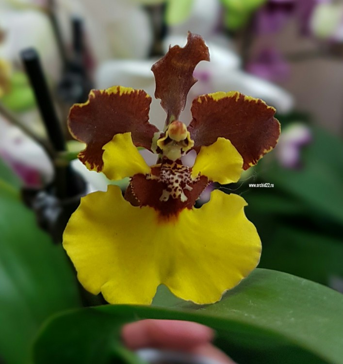 Орхидея Oncidium (отцвел)