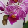 Орхидея Dtps. Sogo Vivien SOGO (отцвел)
