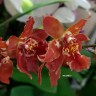 Орхидея Cambria (отцвела)  