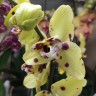 Орхидея Phalaenopsis  Pescara