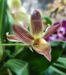 Орхидея Cochleanthes hybrid 