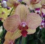 Орхидея Phalaenopsis Golden Wonder (отцвел)