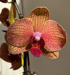 Орхидея Phalaenopsis Golden Wonder (отцвёл)