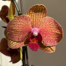 Орхидея Phalaenopsis Golden Wonder (отцвёл)