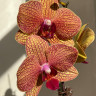 Орхидея Phalaenopsis Golden Wonder (отцвёл)