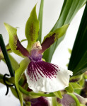 Орхидея Zygopetalum hybrid 