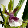 Орхидея Zygopetalum hybrid 