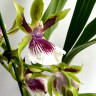 Орхидея Zygopetalum hybrid 