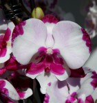 Орхидея Phalaenopsis King Car Dalmatian, big lip (отцвел)