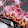 Орхидея Phal. Perfume Oriental peloric, multiflora   