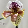 Орхидея Paphiopedilum hybrid                