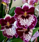 Орхидея Miltonia (отцвела, РЕАНИМАШКА)