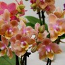 Орхидея Phal. Perfume Carola peloric, multiflora (отцвел, РЕАНИМАШКА)