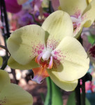Орхидея Phalaenopsis 