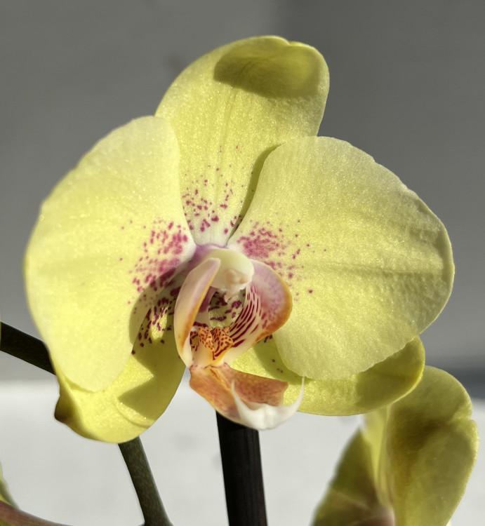 Орхидея Phalaenopsis Amidala