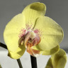 Орхидея Phalaenopsis Amidala