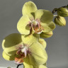 Орхидея Phalaenopsis Amidala