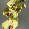 Орхидея Phalaenopsis Amidala